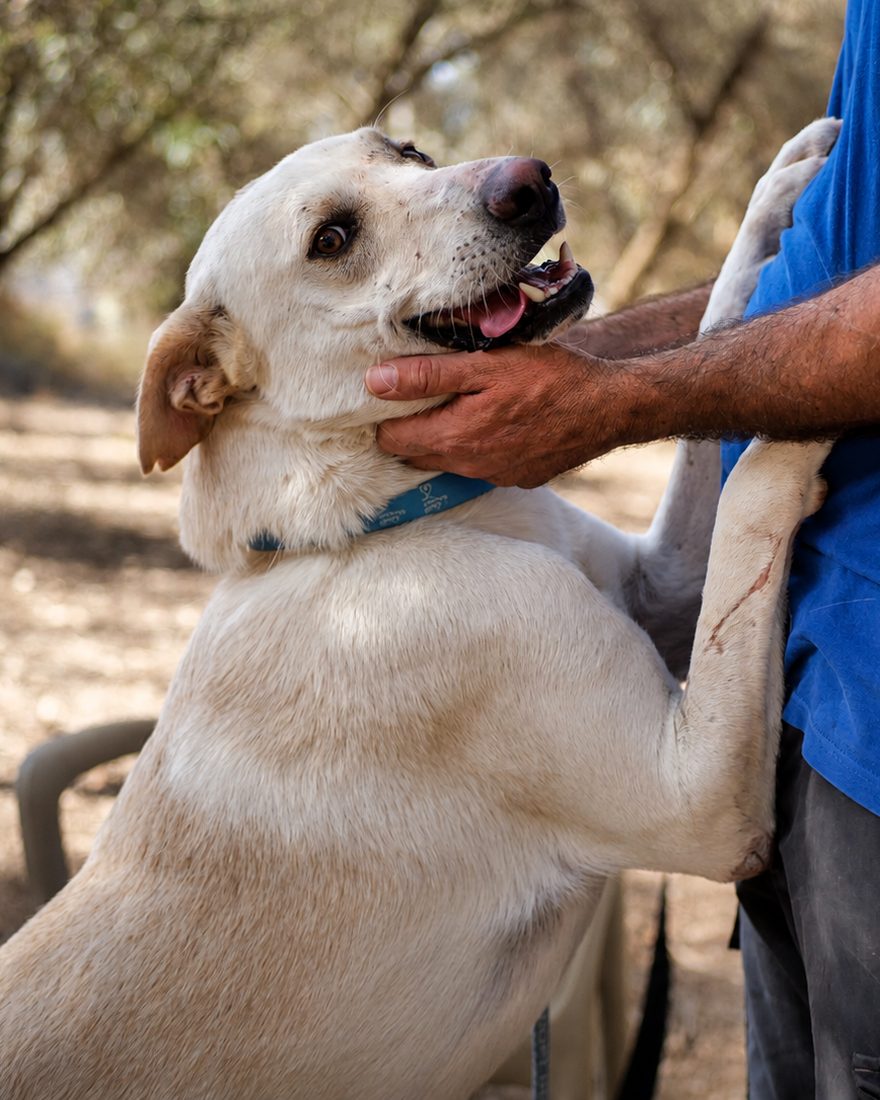 A rescued cream-coloured dog stands up to rest its paws against a Let the Animals Live caretaker, who gently supports its chest, in a sunlit olive grove.